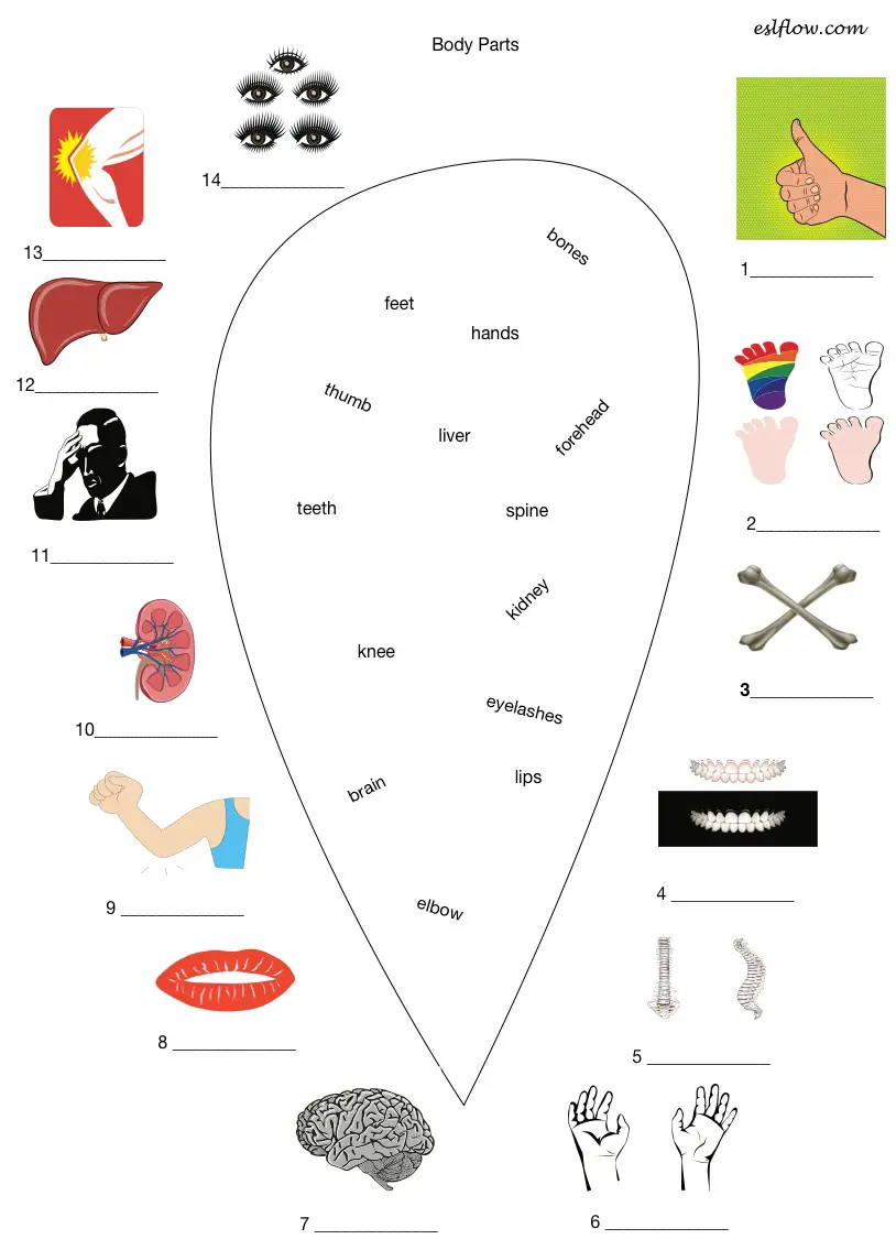 Body Parts Worksheet : Count the body parts worksheet Free ESL
