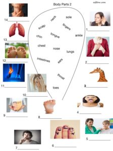 Body parts vocabulary worksheet 2 with PDF link